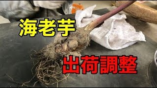 海老芋の出荷調整作業　＜#132＞