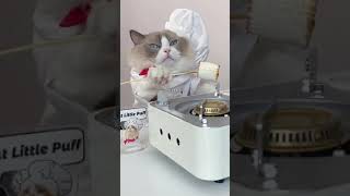CAT MASTER CHEF FAIL TO COOK FRIED MARSHMALLOW