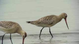 オオソリハシシギ（2）三番瀬 - Bar-tailed Godwit - Wild Bird - 野鳥 動画図鑑