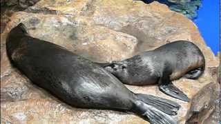 #02 Breast-feeding.Baby American fur seal.ミナミアメリカオットセイの授乳。