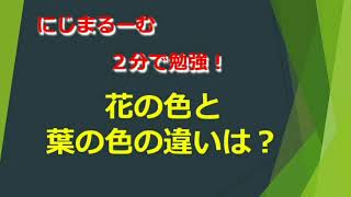 2分でわかる！　花の色と葉の色の違いは？