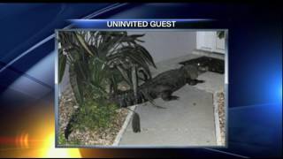 Deputies encounter 10-foot alligator at doorstep in Venice