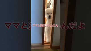 ママ、遊ぼうよ　#マルポメ #マルチーズ #ポメラニアン #犬のいる暮らし