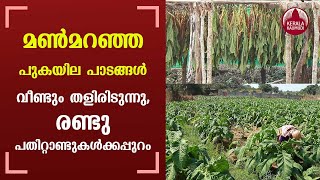 2 decades extinct tobacco fields are sprouting again; Medicinal tobacco is newly grown in Kasaragod