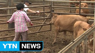 한웃값 널뛰기...송아지 입식도 꺼려 / YTN (Yes! Top News)