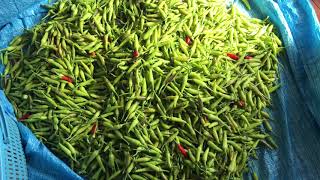 Harvest Bird Chilli | สัปดาห์นี้อากาศอุ่น เก็บพริกขี้หนูขาว พริกขี้หนูเขียว ส่งลูกค้า 10kg 191120