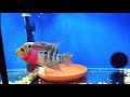 flowerhorn fish flowerhorn care guide in bengali all about flowerhorn fish expert aquarist