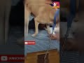 muku ki masti ayu ke sath shorts doglover filtercopy dog socailstatus35 trending