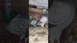 #рекомендации #pigeon #красота