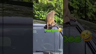 柴山的猴子🐒光天化日下對愛車🚗做這種事… #可愛小動物 #laughing #animal #monkey #柴山 #車子 #狒狒 #搞笑日常 #隨手拍拍 #高雄景點 #尿 #馬路的事#樂天桃猿