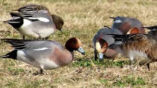 ヒドリガモ_31_アメリカヒドリガモ交雑種_食事_癒し_多摩川_Eurasian Wigeon_4K