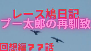 暁の空にハトが飛ぶのだ　ブー太郎の再馴致【レース鳩の日記　回想編第７７話】