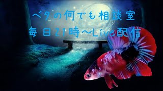 ベタの雑談と昨日から今日の出来高・・・！【2022年7月4日】ベタの何でも相談室