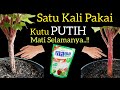 Cuma Rp.1000 Rupiah Kutu Putih Mati, Kering, Hangus. Tanpa Menyakiti Tanaman/Bonus Penjelasannya..!