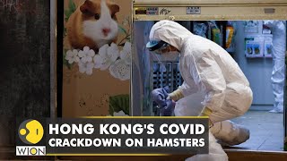 Hong Kong is culling scores of hamsters after traces of the COVID-19 were found in 11 of them | WION