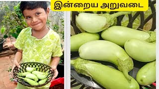 பச்சை நீட்டு கத்திரிக்காய் அறுவடை  vegetables harvest மாடிதோட்டம்அறுவடை #terracegarden #brinjal