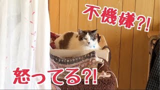 不機嫌な顔でお見送りするしんちゃんと寂し鳴き全開でお見送りするはち♪の巻【うちの子４にゃんず】