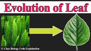 Evolution of Leaf in Urdu | class 11 biology | Microphyll & Megaphyll