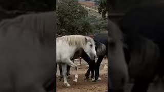 Stallion went for a walk in a herd of mares first time ।  Horses Meeting