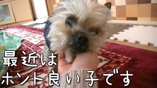 【ヨークシャテリア】従順過ぎて逆に心配になるヨークシャテリア【Yorkshire terrier】