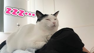 朝だけちょっと変わった添い寝をする甘えんぼ猫がかわいすぎる