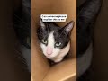 oh my god😰wait for end😳why got it prebuild😂😂 funny cat catlover usa viral reels tiktok