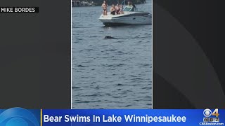 Boaters watch bear swim in Lake Winnipesaukee