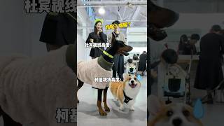 杜宾那看不见的眼神不像演的…#puppydog #corgi #doberman #fashionshow #catwalk