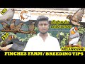 Finches Bird Breeding Farm| Finches Valarpu | பின்சஸ் பறவை வளர்ப்பு முறை | Poigai Fancy Birds Farm