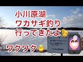 🎣青森 小川原湖 ワカサギ釣り行ってきたよ！ 爆釣 大漁 おいしい