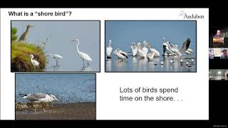 Great Salt Lake: A Shorebird Oasis