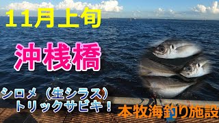 【本牧海釣り施設】11月上旬沖桟橋・トリックサビキ（シロメ（生シラス））ルアー釣り・泳がせ釣り