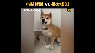 小时候 vs 长大后 #萌犬 #狗狗 #柴犬 #可爱 #烟嗓 #长大了