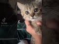 【 shorts】子猫の手をブルブルさせたら可愛すぎた…【鳴き声】