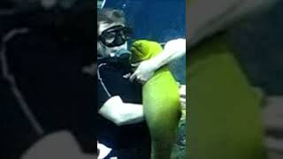 Man pets moray eel and then holds it like a baby #America #Animals #Cute #Eel #Water