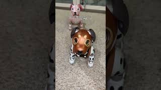 Life is better with the Sony Aibo ERS-1000! #sony #aibo #sonyaibo #ers1000 #robot #robotdog