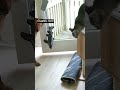 dog learns to use the door and tricks the cat