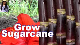 Grow Sugarcane | Purple Sugarcane | Easy to Grow Sugarcane