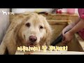 도그원 pet tv 대형견 골든리트리버 목욕시키기 강아지목욕시키는법 애견목욕 golden retriever takes a bath