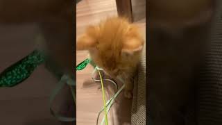 子猫たまのおもちゃで遊ぶ姿がこちらです♪