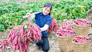 Harvesting Sweet Potato Garden goes to the market sell | Build life farm |   Tieu Tam Daily Life