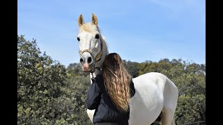 Vlog #21 || Hoe nemen wij AFSCHEID van onze paarden?!