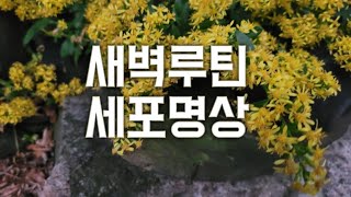 [새벽5시세포명상]새벽루틴 세포명상 21.11.4