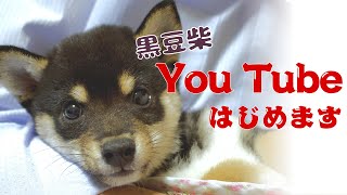 はじめまして！黒豆柴YouTube始めます！【豆柴】