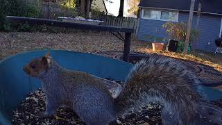 ASMR quite relaxing amazing close encounters of the   Squirrel kind!