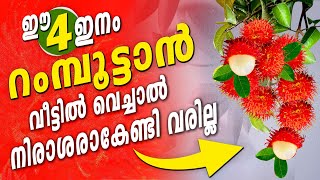 4 മികച്ച റംബുട്ടാൻ വെറൈറ്റികളുടെ ഗുണങ്ങളും ദോഷങ്ങളും