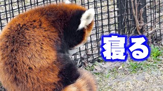 【円山動物園のレッサーパンダ】エイタ寝る　April 7 , 2019　Red Panda EITA at Maruyama Zoo