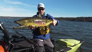 Kayak Fly Fishing For Coho & Chums in Washington State