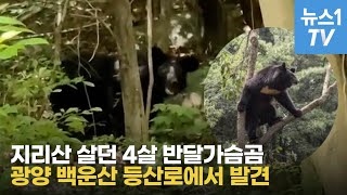 지리산 살던 4살 반달가슴곰, 광양 백운산 출현