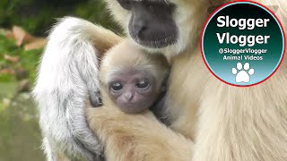 Gibbon Mother Is Showing Off Her New Born Baby